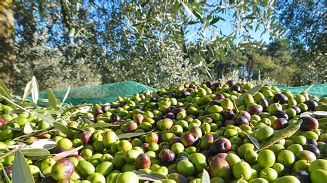 Vendita Di Attrezzature E Prodotti Per La Raccolta Delle Olive