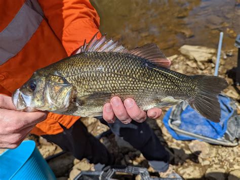 Aquatic Ecology Team Relocate 800 Native Fish - Ecosure Environmental