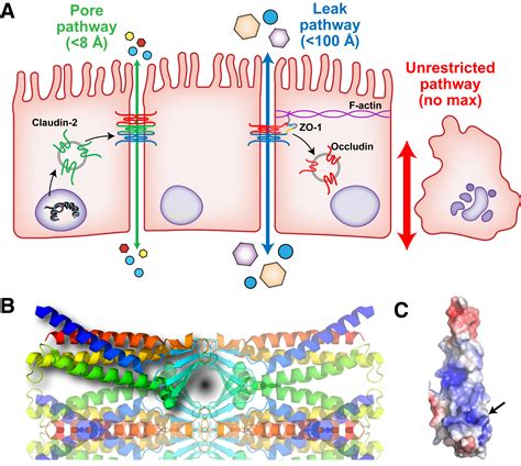 Tight Junctions As Targets And Effectors Of Mucosal Immune Homeostasis