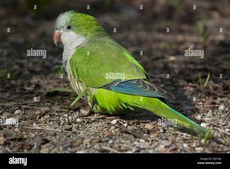 El perico monje Myiopsitta monachus también conocido como el loro