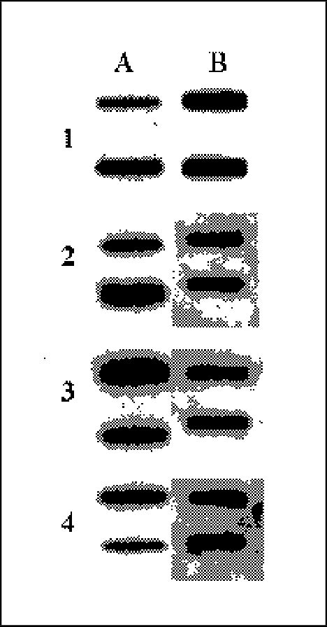 Verification Of Differential Expression Via Total Rna Slot Blot