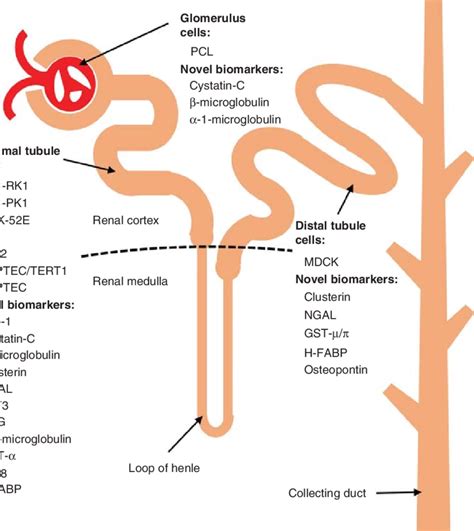 3 Structure Of Nephron A Diagrammatic Representation Of A 55 Off