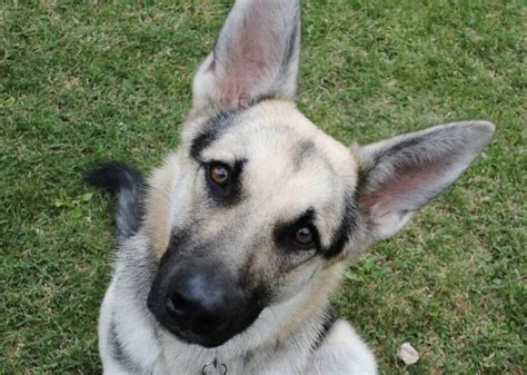 Black And Cream German Shepherd Puppies