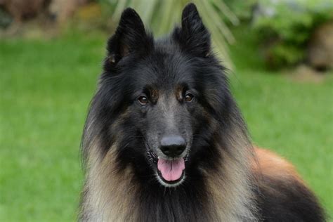 Belgian Tervuren Breeders in the USA with Puppies for Sale | PuppyHero