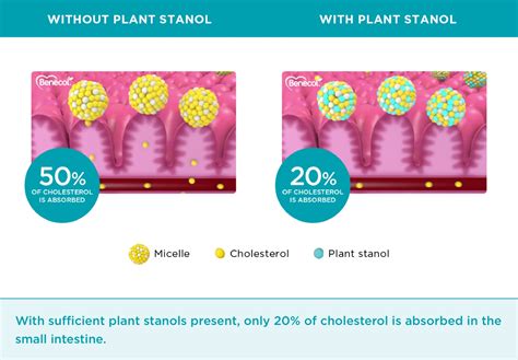 Plant Stanols - Benecol HCP - UK