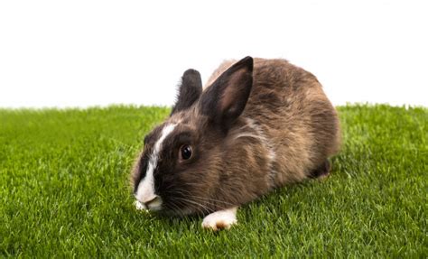 C Mo Saber Si Un Conejo Est Enfermo S Ntomas De Un Conejo Enfermo