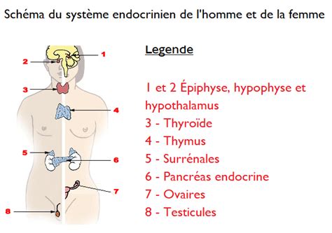 Syst Me Nerveux Et Syst Me Endocrinien