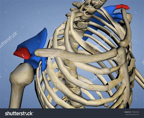 Acromion Scapula Mskelscapulaacromion 2 3d Model Stock Illustration 775853455 Shutterstock