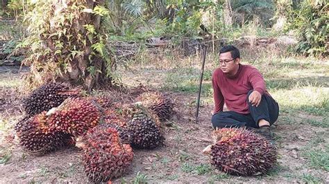 Penyebab Turunnya Harga Tbs Sawit Riau Pekan Ini Terjadi Penurunan