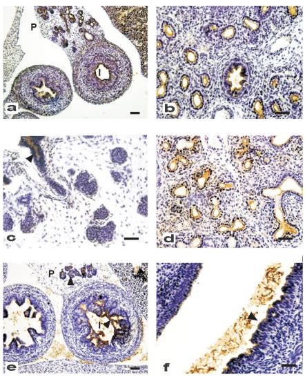 Immunohistochemical Staining Of Muc1 In Different Embryonic Tissues Of