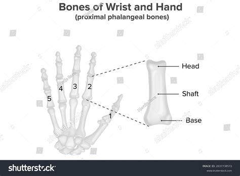 bones wrist hand proximal phalangeal bones stock illustration