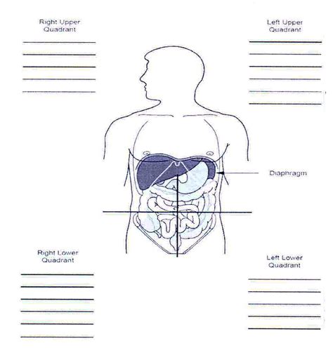 Human Body Quadrants And Organs