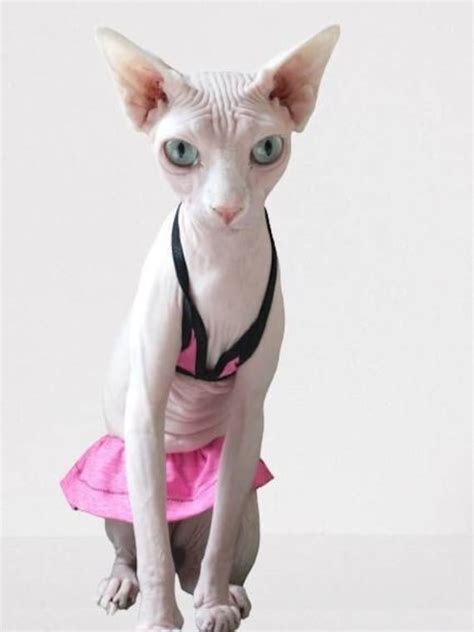 8 Hot Sexy KITTENS Bikini Pics