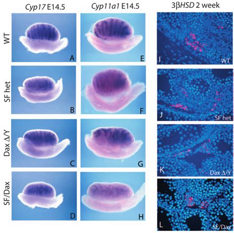 Leydig cell development recovers by neonatal age. Consistent with Dhh ...