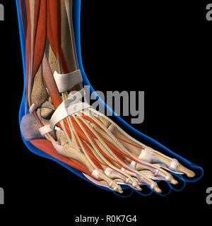 Foot X Ray Image Lateral View Isolated On Black Background Stock Photo