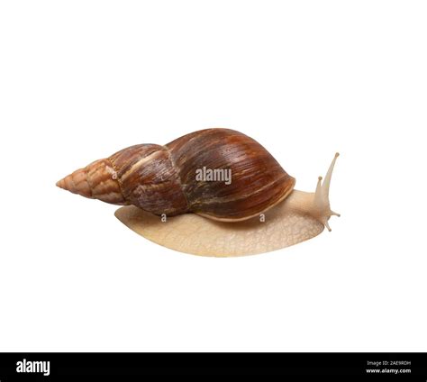 Giant African Snail Achatina Isolated On White Background Tropical