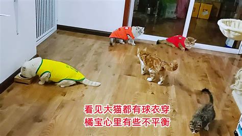 小橘猫看到大猫们都有球衣穿，心里头不平衡，甚至动手袭击大猫 Youtube