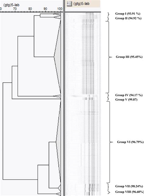 Dendrogram Of Cluster Analysis Of Gtg Pcr Fingerprints From