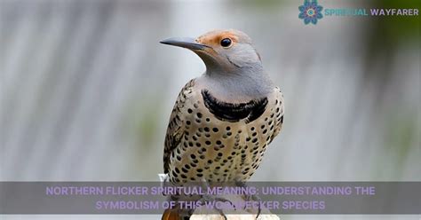 Unlocking The Spiritual Meaning Of The Northern Flicker A Guide To