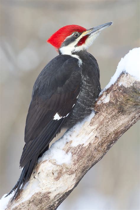 Details Pileated Woodpecker Birdguides