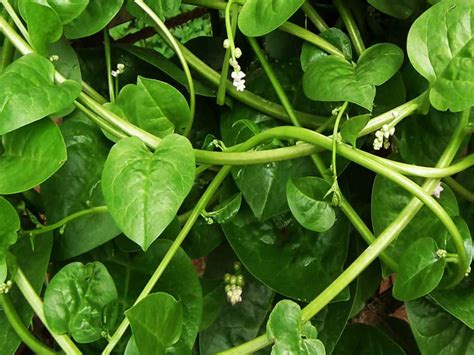 How To Grow And Care For Malabar Spinach World Of Succulents