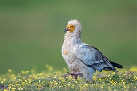 10 Extraordinary Egyptian Vulture Facts Fact Animal