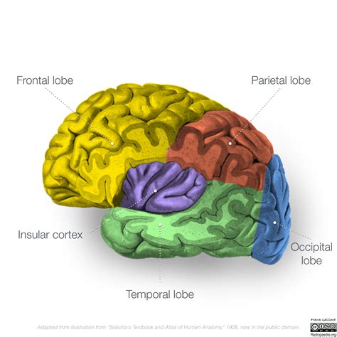 Neuroanatomy Lateral Cortex Diagrams Image