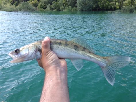 Belle série sur Montbel Stéphane Legentilhomme guide de pêche