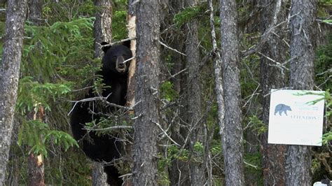 Baby Boom Chez L Ours Noir Radio Canada