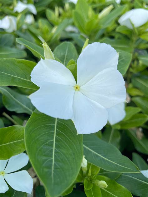 Vinca Cora® Xdr White Johnson Nursery Corporation