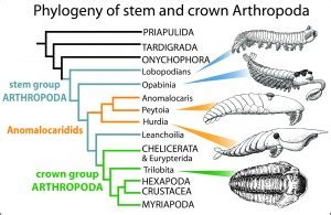 Palaeocast | Palaeontology podcasts