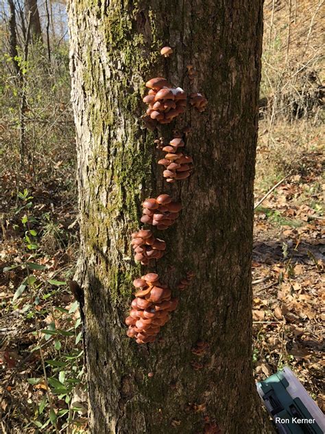 mushrooms in indiana