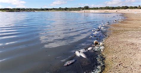 G1 Lagoa no interior do RN tem nova mortandade de peixes tilápia