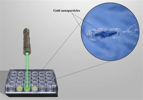 Schematic Illustration Of Gold Nanoparticle Photothermal Therapy In Download Scientific Diagram