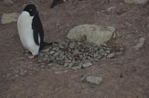 Penguin Sense of Décor | Ice Stories: Dispatches From Polar Scientists