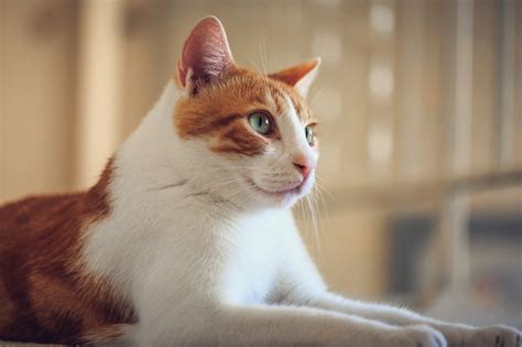 Hintergrundbilder Porträt Orange Haustier Katzen Weiß Niedlich