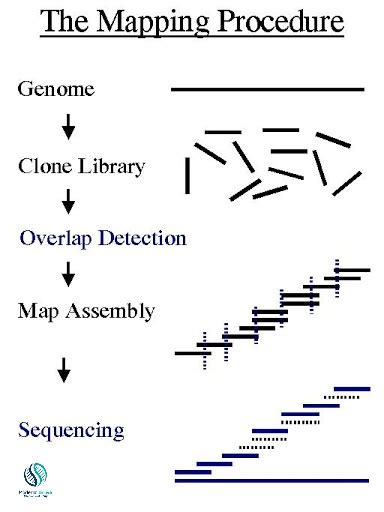 How Many Types Of Genome Mapping