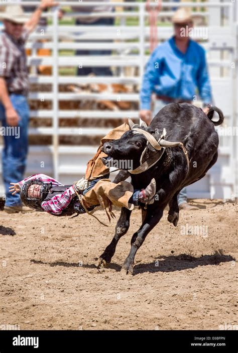 Junger Cowboy Reiten Einen Kleinen Stier Im Wettbewerb Junior Steuern