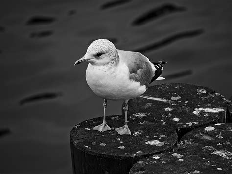 Free Images Water Nature Ocean Bird Black And White Wood Pier