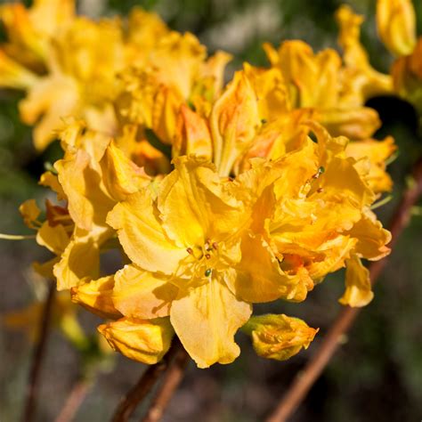 Azalea Golden Lights Deciduous 5 Litre Stewarts Garden Centre