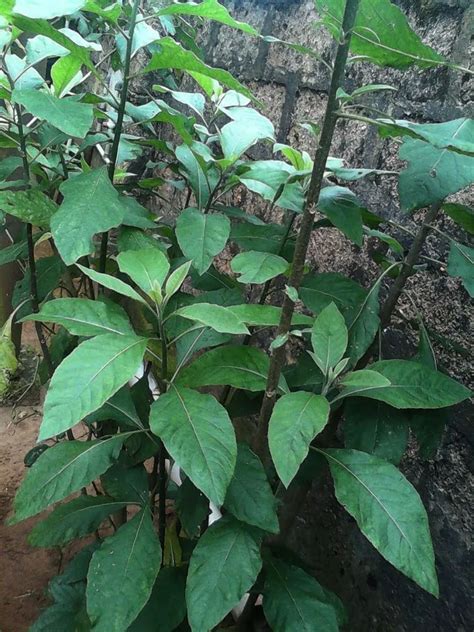 Bitter Leaf Plant Care Growing Basics Water Light Soil