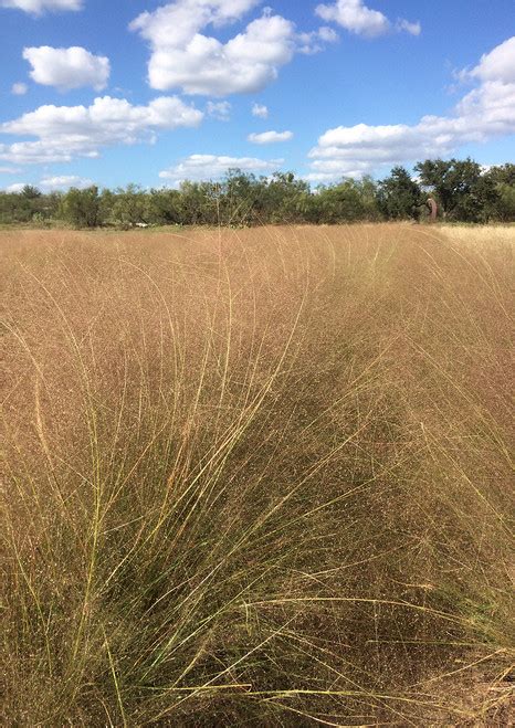 Purple Lovegrass Native American Seed