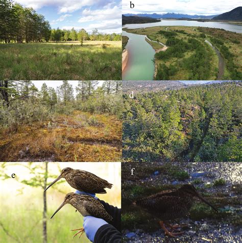 (a) Terrestrial and (b) aerial views of the vegetation at site 1 in ...