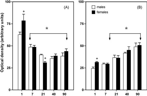 Postnatal Developmental Profiles Of And Sex Differences In Foxg1