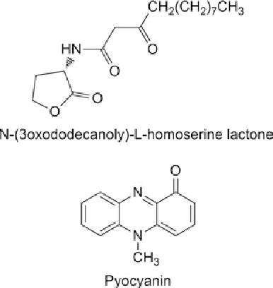 Figure From Paraoxonase Is Down Regulated By The Pseudomonas