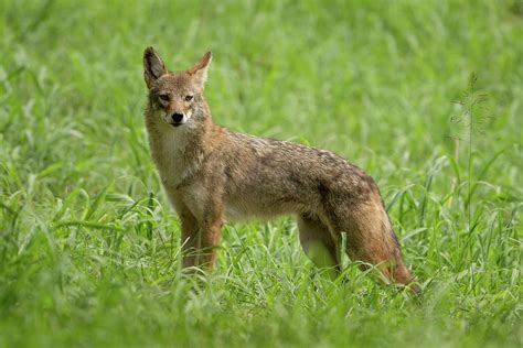 Coyote At Our Farm Photograph By Julie Barrick Fine Art America