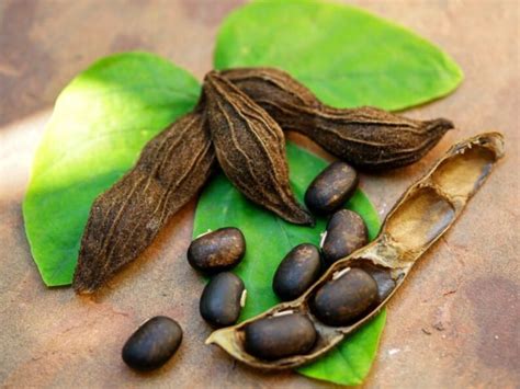 Mucuna Pruriens Seeds Pure Organic Velvet Beans | Etsy