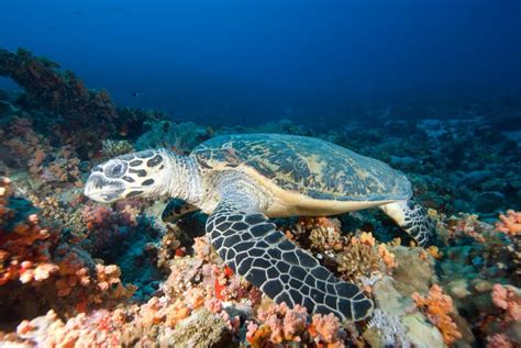 Hawksbill Turtle Above Coral Reef Stock Image Image Of Underwater