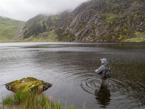 Llyn Fishing In Wales Wild Brown Trout In The Hills Fishing In Wales