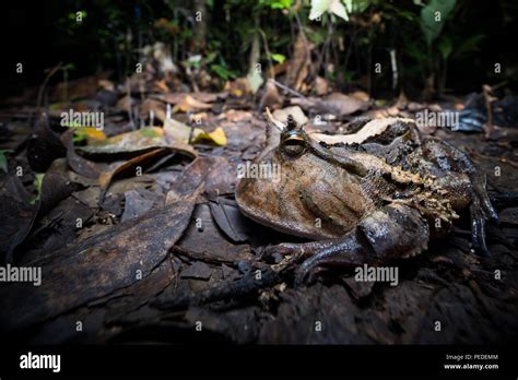 Amazon Horned Frog Ceratophrys Cornuta Stock Photo Alamy